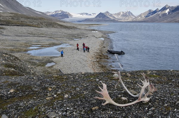 Reindeer antlers