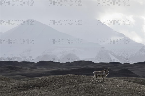 Svalbard Reindeer (Rangifer tarandus platyrhynchus) in the moraine landscape of Nathorstbreen Glacier