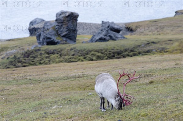 Male Svalbard Reindeer (Rangifer tarandus platyrhynchus) in velvet with bloody-red antlers