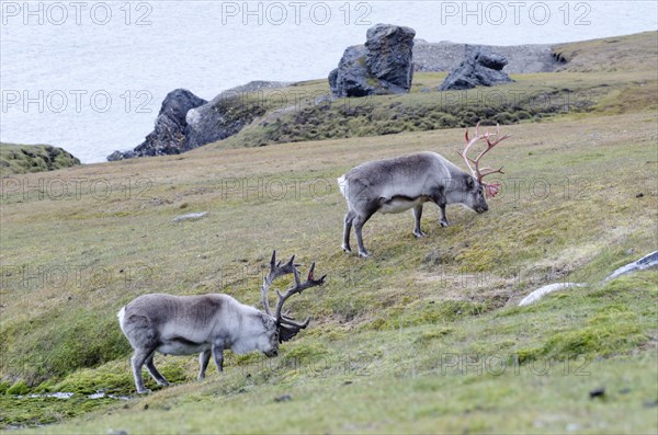 Two male Svalbard Reindeer (Rangifer tarandus platyrhynchus) in different stages of velvet