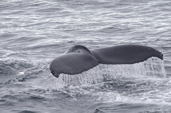 Fluke of a diving Humpback Whale (Megaptera novaeangliae)