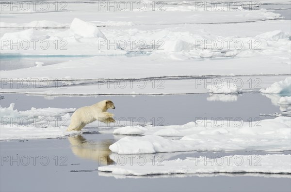 Polar Bear (Ursus maritimus) with a blood-stained brown coloured head jumping on pack ice