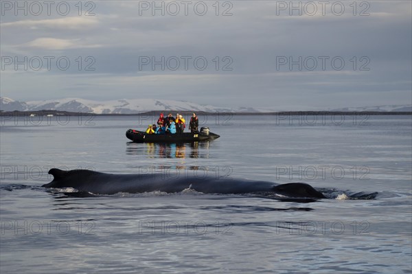 Whale watching