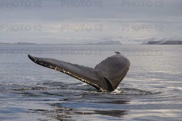 Fluke of a diving Humpback Whale (Megaptera novaeangliae)