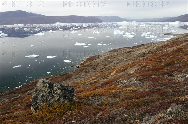 Autumn-coloured foliage on the island of Sorte Oer in front of drifting icebergs