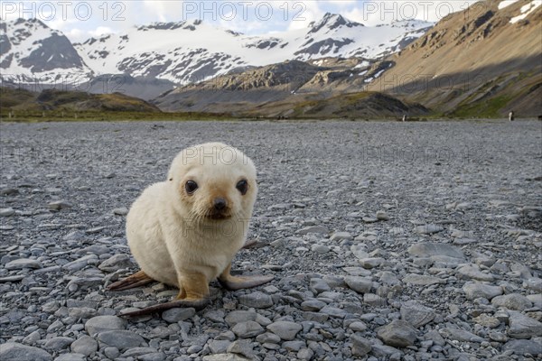 Antarctic Fur Seal (Arctocephalus gazella)