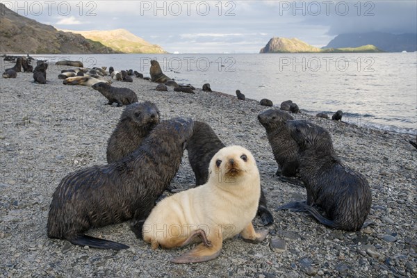 Antarctic Fur Seals (Arctocephalus gazella)