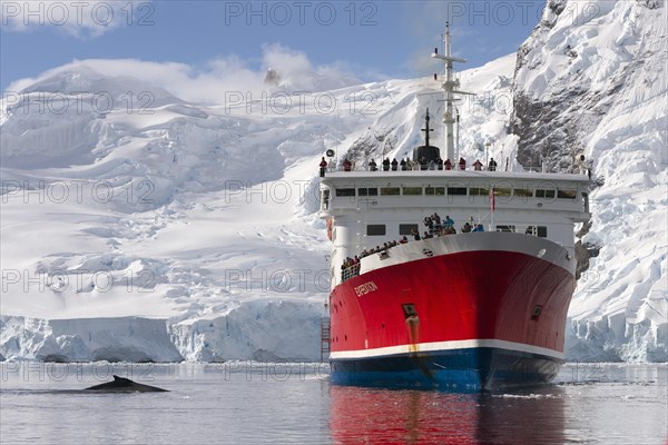 Humpback whale and the expedition cruise ship MS Expedition