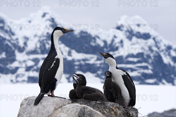 Imperial Shags or Antarctic Cormorants (Phalacrocorax atriceps)