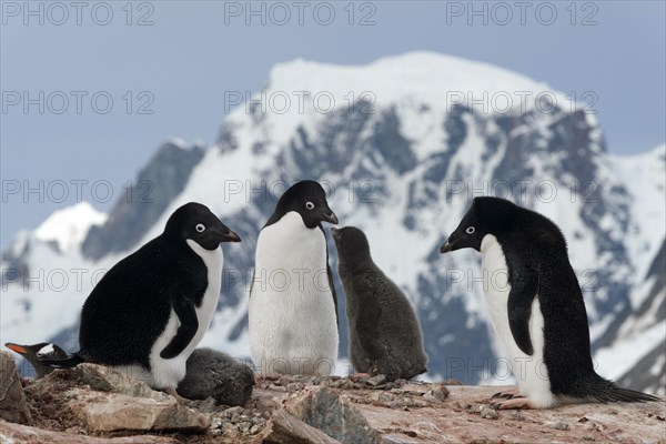 Adelie Penguins (Pygoscelis adeliae)