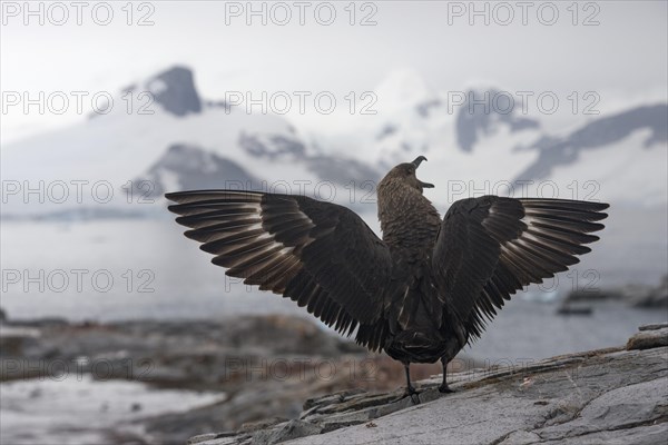 South Polar Skua (Stercorarius maccormicki)