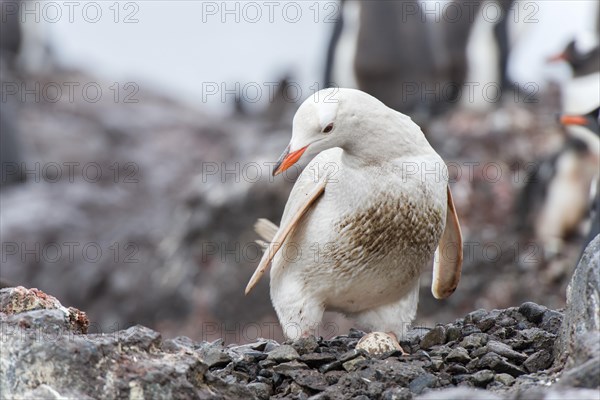 Gentoo Penguin (Pygoscelis papua)