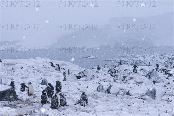 Gentoo Penguins (Pygoscelis papua)