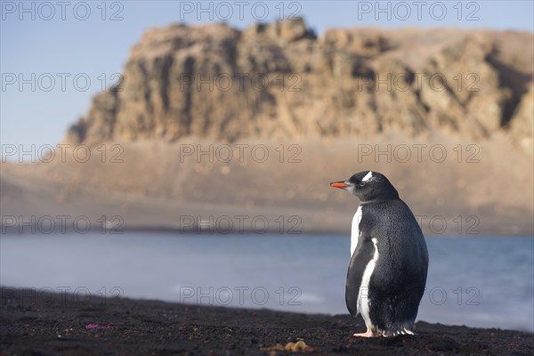 Gentoo Penguin (Pygoscelis papua)