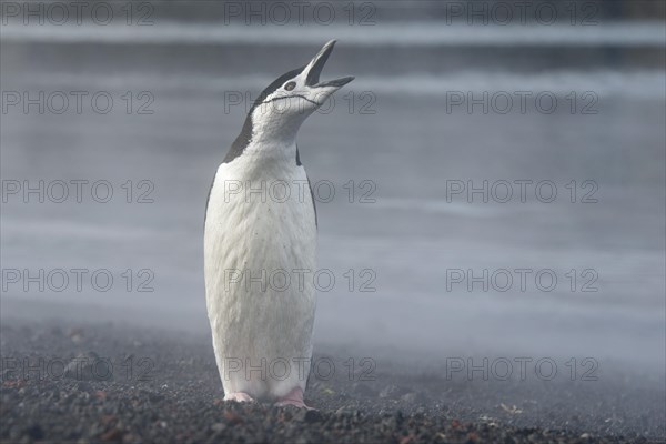 Chinstrap Penguin (Pygoscelis antarctica)