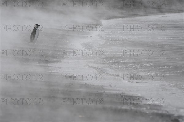 Chinstrap Penguin (Pygoscelis antarctica)