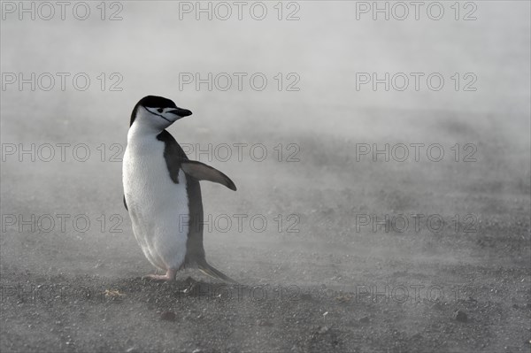 Chinstrap Penguin (Pygoscelis antarctica)