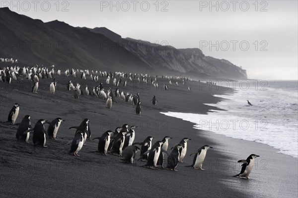 Chinstrap Penguins (Pygoscelis antarctica) on a lava beach