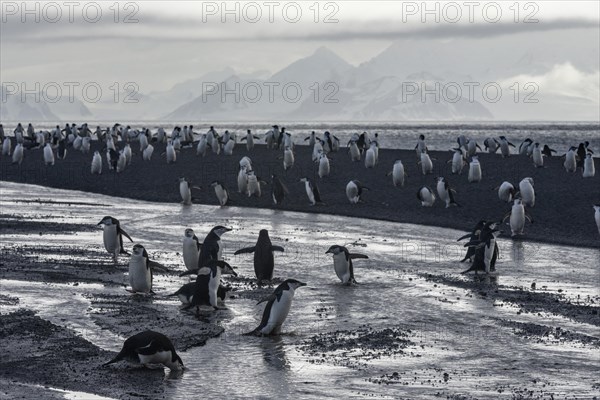 Chinstrap Penguins (Pygoscelis antarctica)