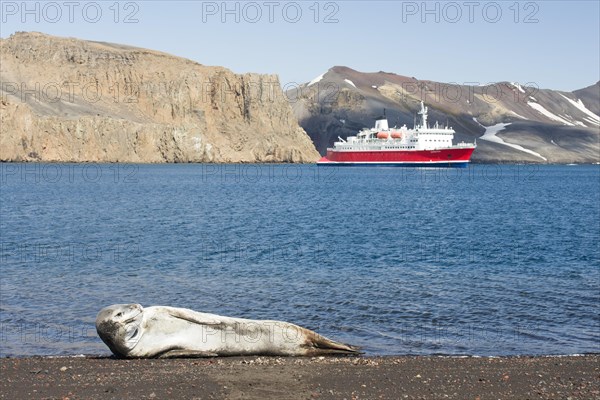 Leopard Seal (Hydrurga leptonyx)