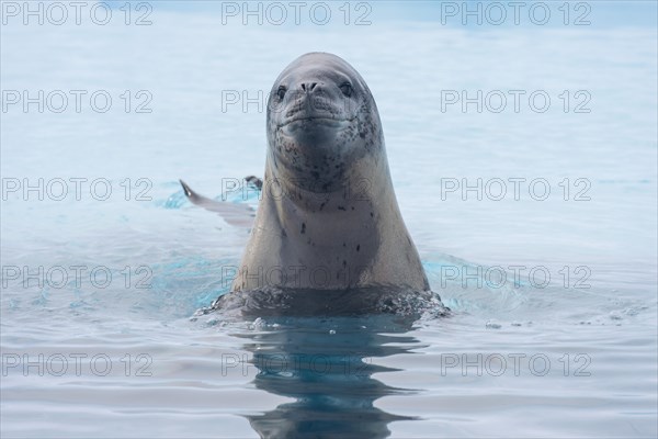 Leopard Seal (Hydrurga leptonyx)