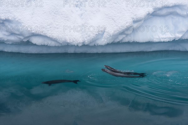 Crabeater seals (Lobodon carcinophaga)