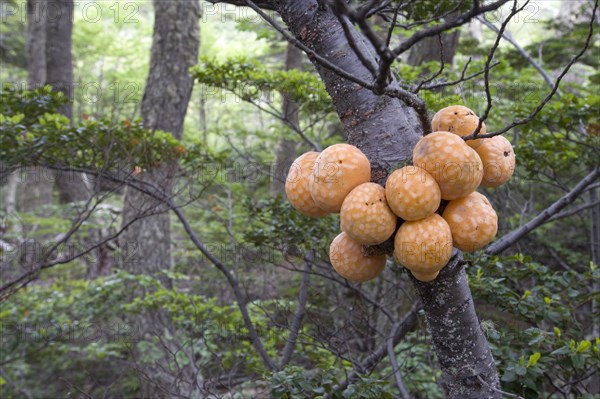 Fruiting bodies of Darwin's Fungus (Cyttaria darwinii) growing on a Southern Beech (Nothofagus)