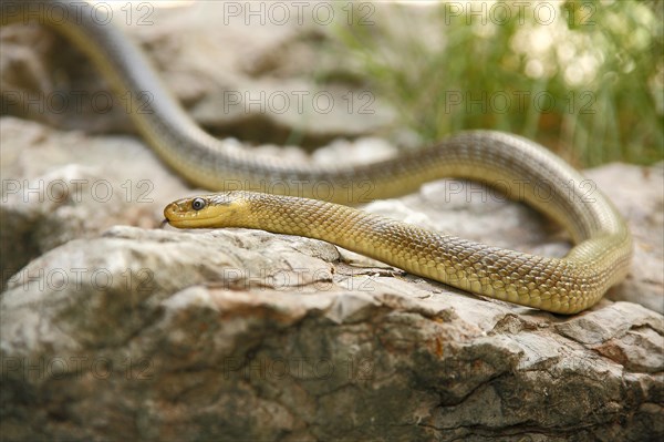 Aesculapian Snake (Zamenis longissimus)