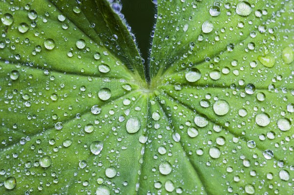 Lady's Mantle (Alchemilla vulgaris)