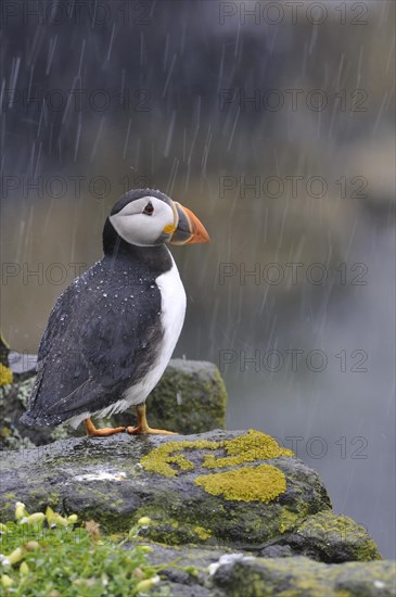 Puffin (Fratercula arctica) in the rain