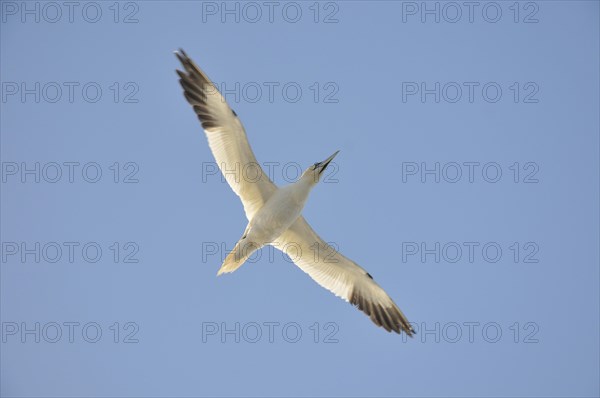 Northern Gannet (Morus bassanus) in flight