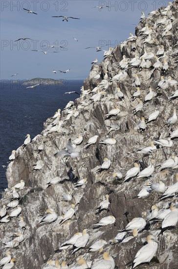 Northern Gannet (Morus bassanus) colony