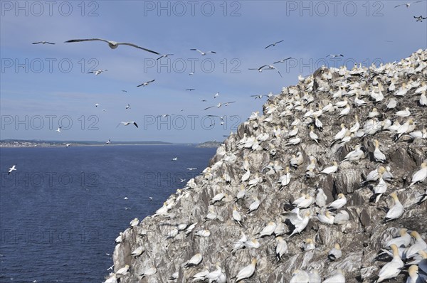 Northern Gannet (Morus bassanus) colony