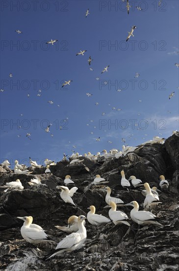 Northern Gannets (Morus bassanus) in a breeding colony