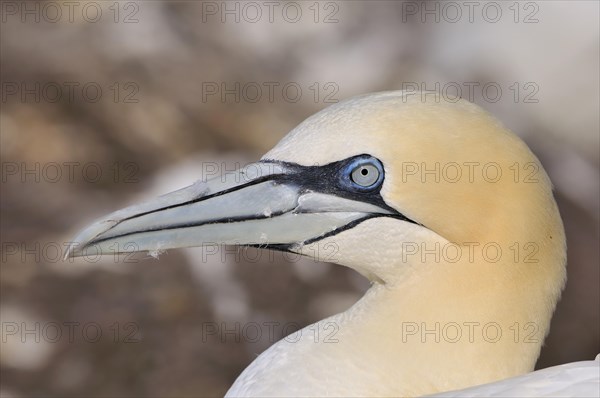 Northern Gannet (Morus bassanus)