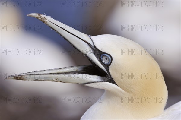 Northern Gannet (Morus bassanus) with an opened beak