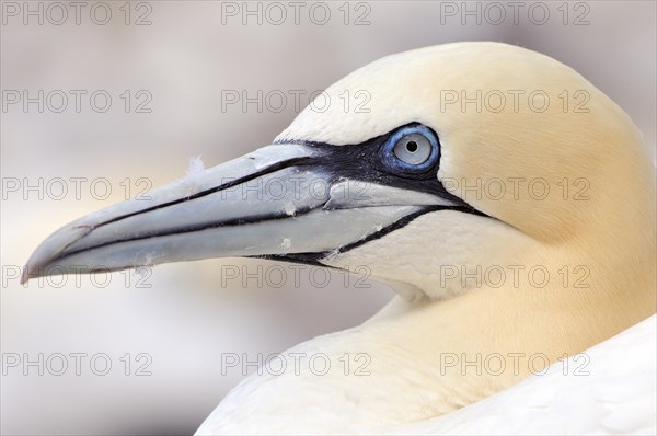 Northern Gannet (Morus bassanus)
