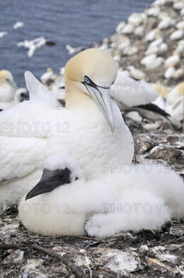 Northern Gannet (Morus bassanus) with a young bird in a breeding colony