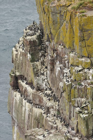 Guillemots (Uria sp.) on their rocky breeding colony