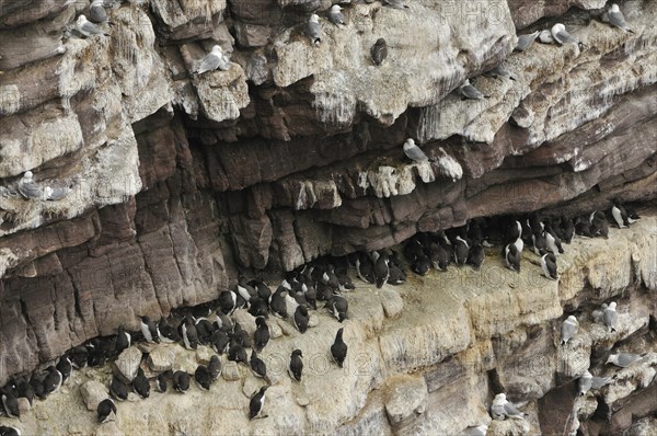 Bird cliffs