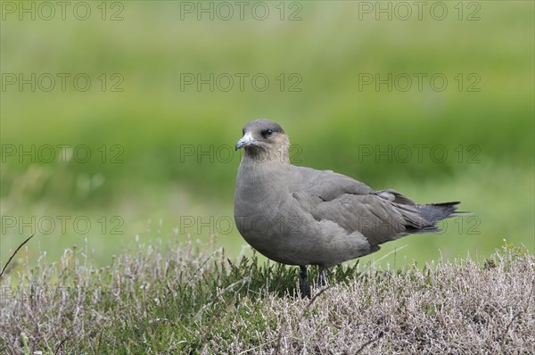 Parasitic Jaeger or Arctic Skua (Stercorarius parasiticus)