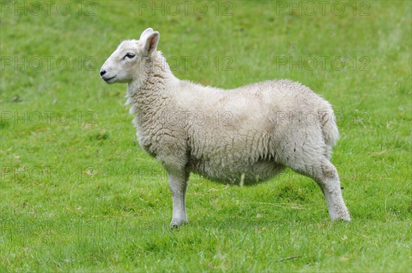 Sheep standing on a green meadow