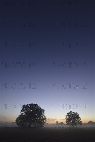 Meadow landscape with solitary oak trees in the morning mist at sunrise