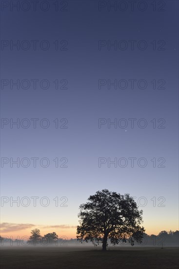 Meadow landscape with solitary oak trees in the morning mist at sunrise