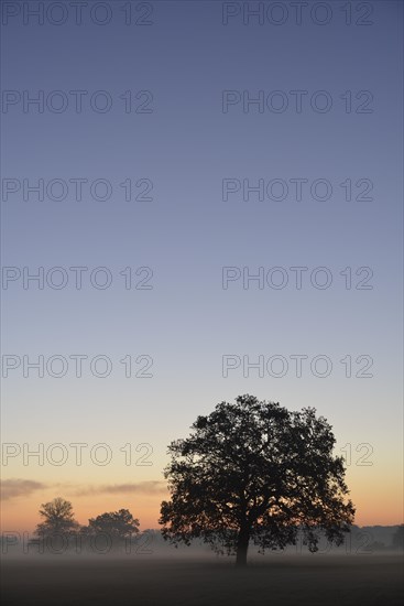 Meadow landscape with solitary oak trees in the morning mist at sunrise