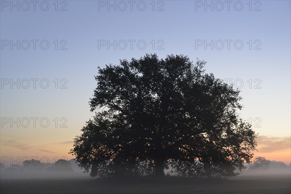 Solitary oak tree in the morning mist