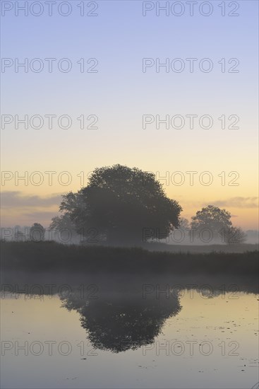 Solitary oak trees in the morning mist beside a lake