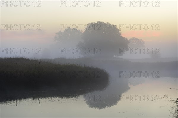 Solitary oak trees in the morning mist beside a lake