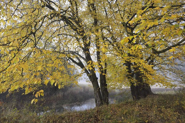 Wetland landscape in the early morning