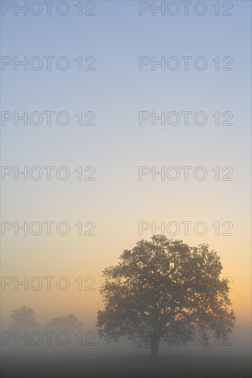 Meadow landscape with solitary oak trees in the morning mist at sunrise